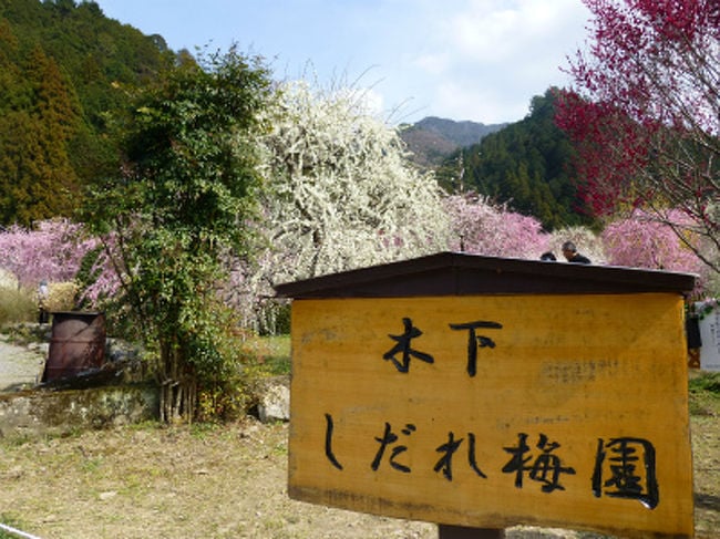 木下しだれ梅園