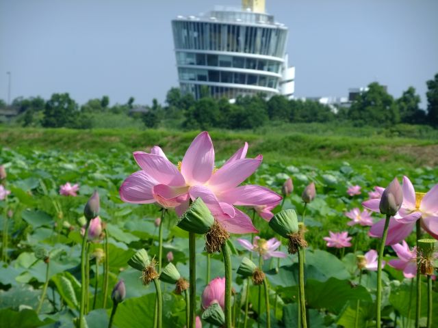 水の公園 福島潟