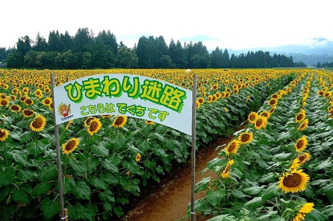 津南ひまわり広場