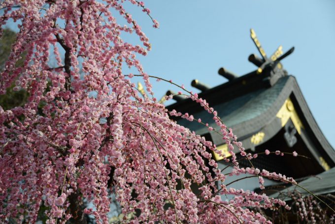 三重県 梅 結城神社