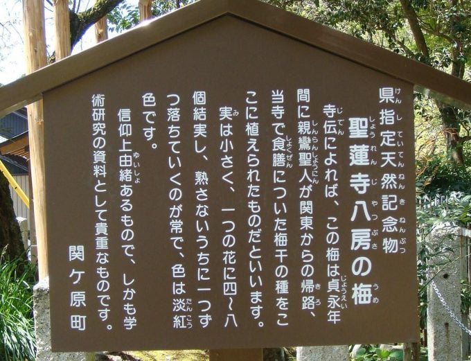 岐阜 インスタ映え 聖蓮寺