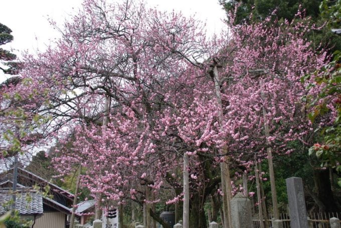 岐阜 インスタ映え 聖蓮寺