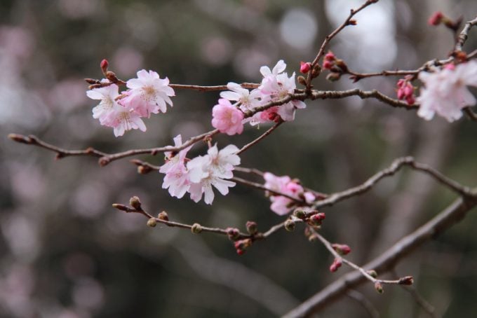 岐阜 インスタ映え 聖蓮寺