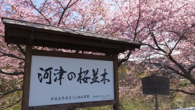 長篠河津桜並木