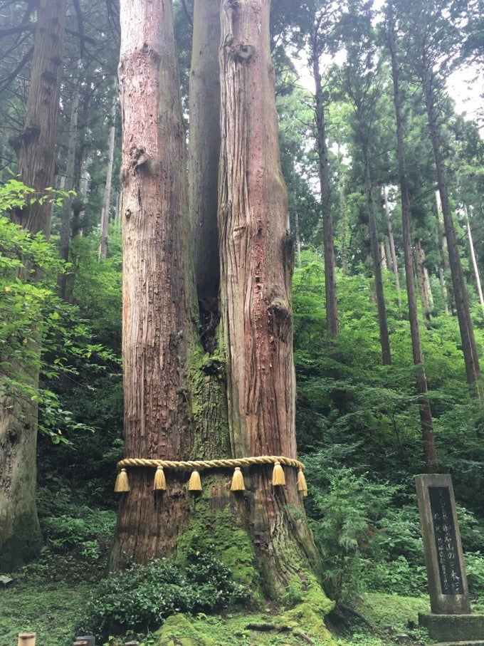 御岩神社 ご神木