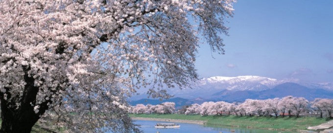一目千本桜(ひとめせんぼんざくら)