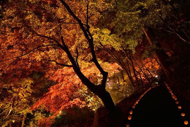 東郷公園 紅葉