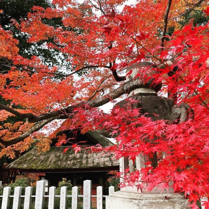 少林山達磨寺 紅葉