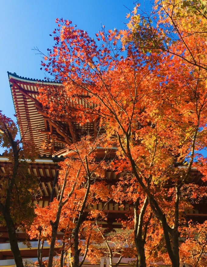 成田山 新勝寺 紅葉