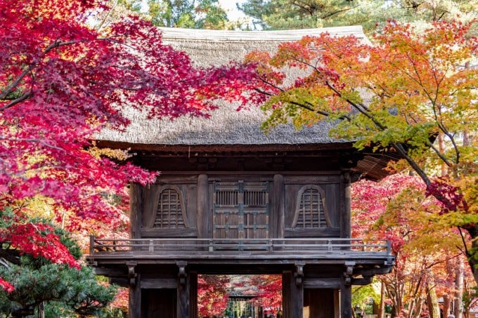 平林寺 紅葉