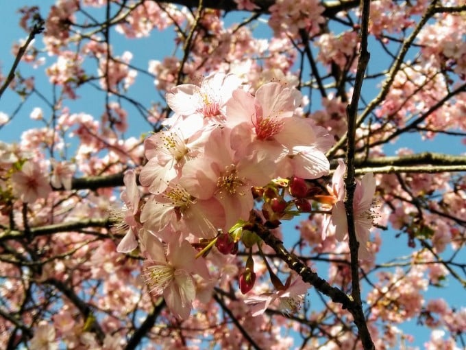 千葉 佐倉城址公園 桜