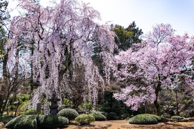 川越大師 桜