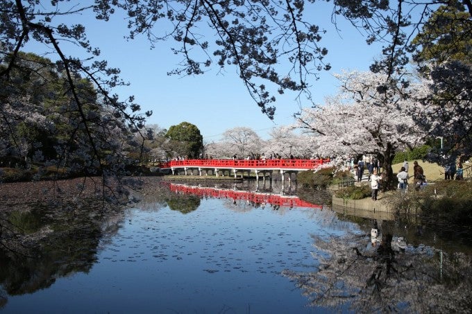 岩槻城址公園 桜