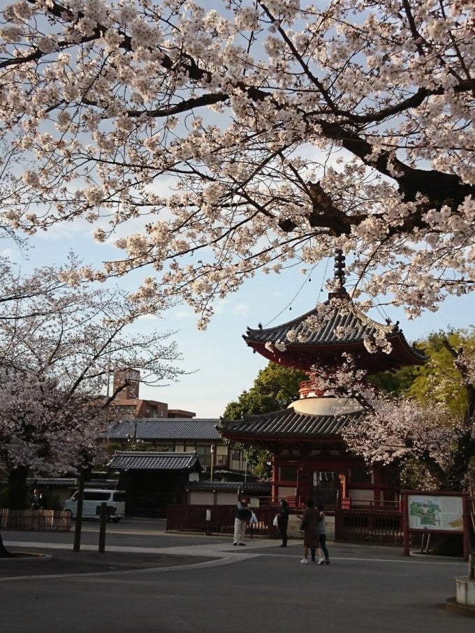 喜多院 桜