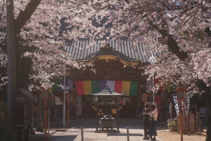 蓮馨寺 桜
