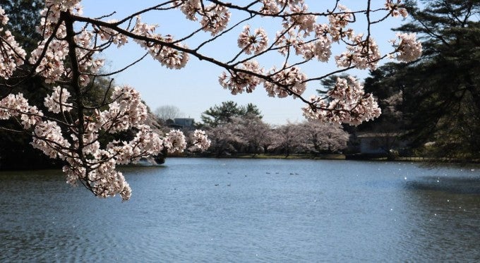大宮公園 桜