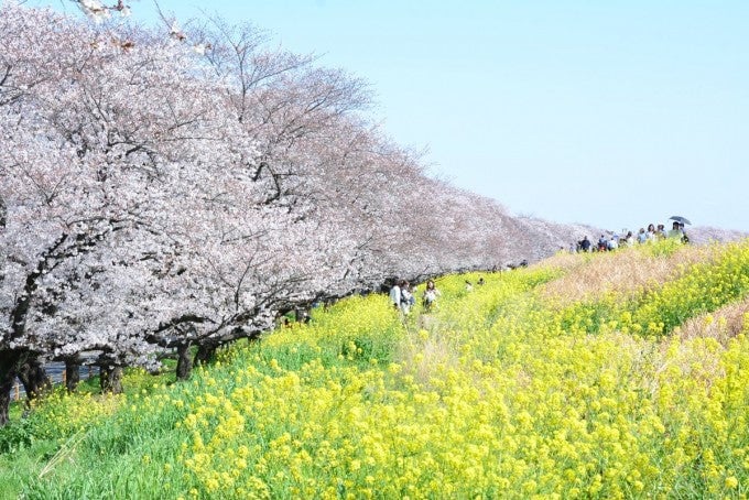熊谷桜堤