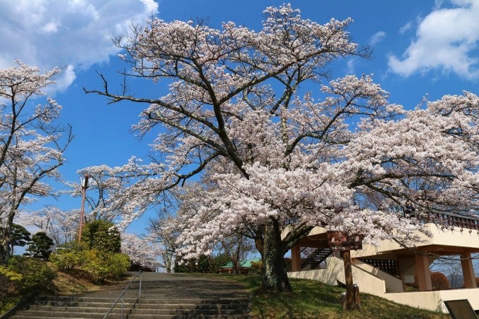 埼玉 美の山公園