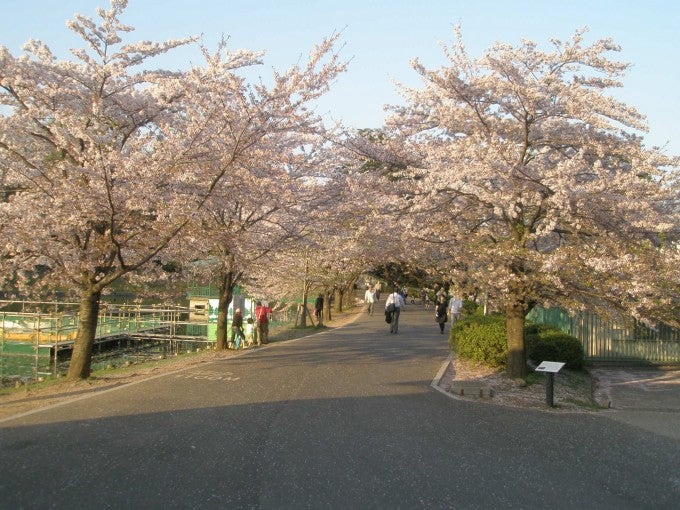 大宮公園 桜
