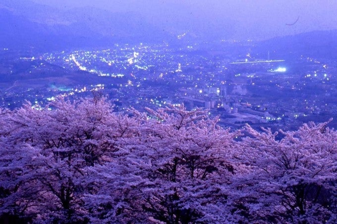 美の山公園 桜