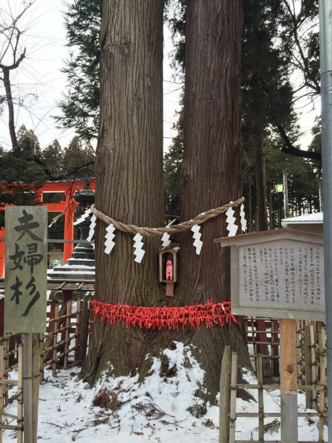 青森 パワースポット櫛引八幡宮 杉