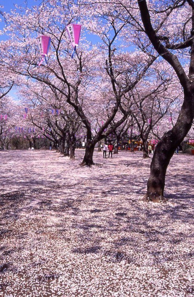あけぼの山農業公園 桜