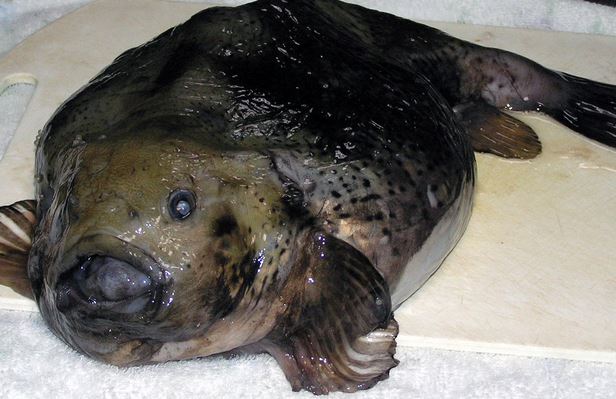 「ゴッコ鍋」とは？今がおいしい季節！冬魚のあったか料理