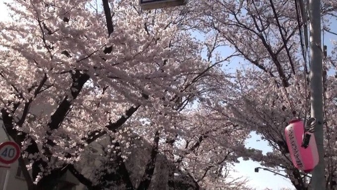 常盤平さくら通り
