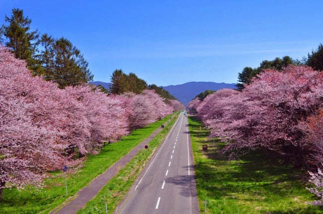 sakura4