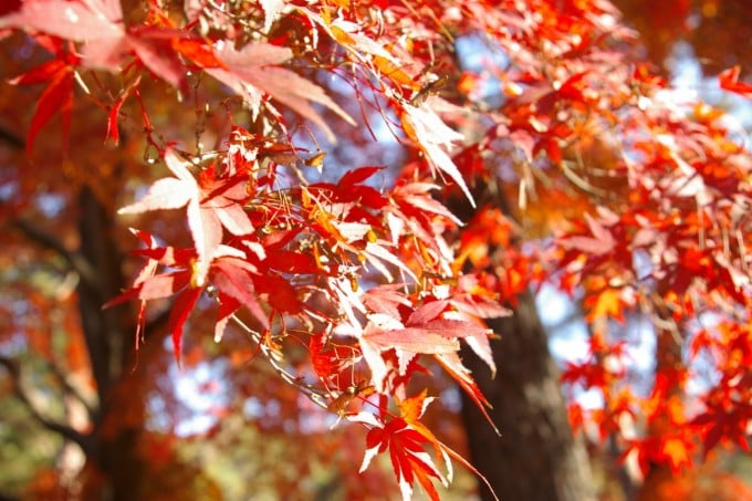 長瀞 もみじ公園