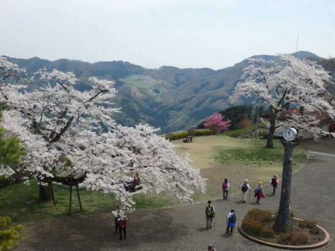 美の山公園 桜