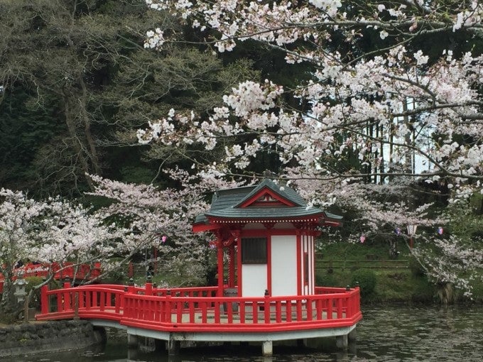 茂原公園 桜