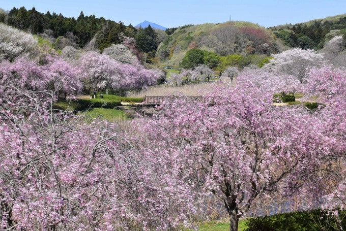 茨城インスタ映え 常陸風土記の丘