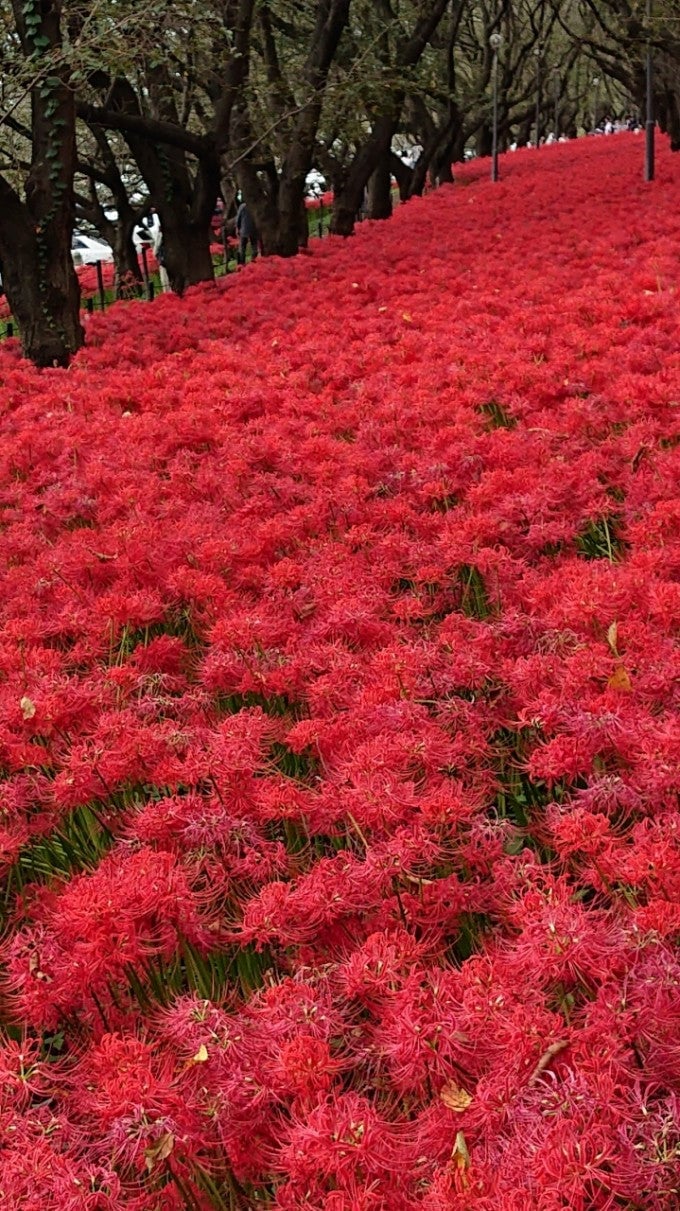権現堂公園 曼珠沙華