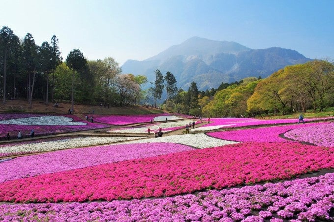 羊山公園