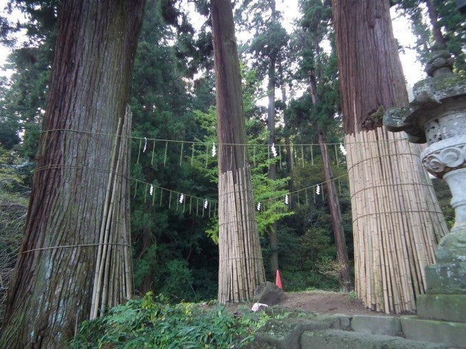 妙義神社 三本杉