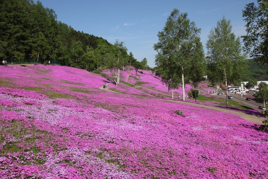 芝桜滝上公園