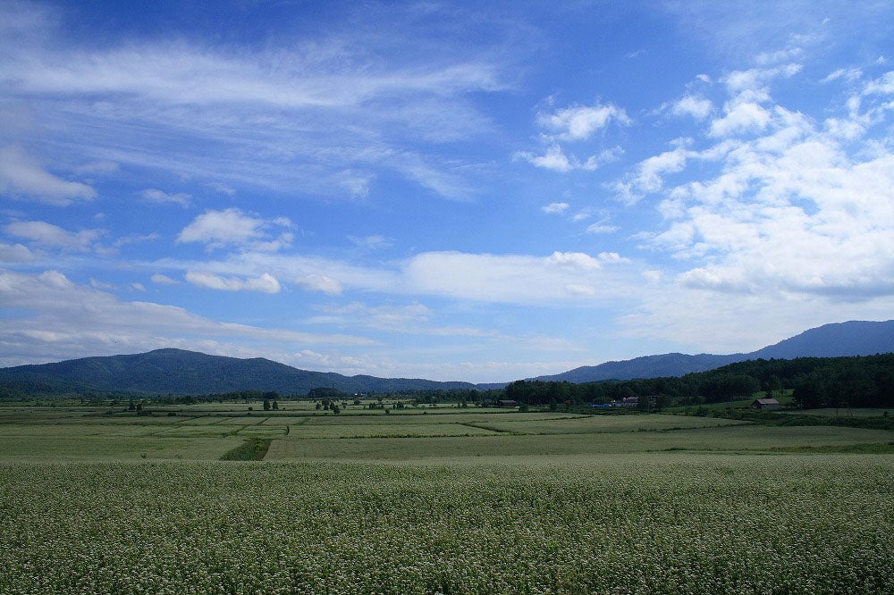 幌加内 観光名所 そばの花展望台